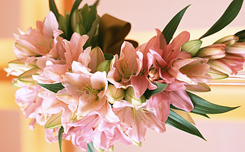 Flowers, Leaves, Lilies, Registration, Typography, Bouquet, Composition HD wallpaper