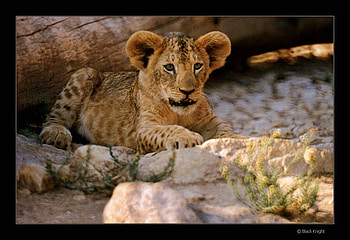 tiger cub, sitting, alone, zoo, little, nice HD wallpaper