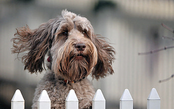 Animals, Dog, Muzzle, Curly, Sight, Opinion HD wallpaper
