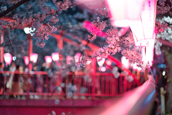 Cherry Blossom Flora Flowers , cherry, flowers, pink HD wallpaper
