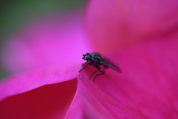 Fly on Flower, rose, flower, incest, nature, fly HD wallpaper