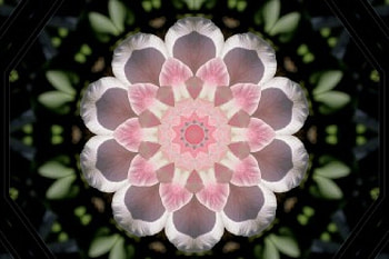 The magic inside the tulip, flowers, fractal HD wallpaper