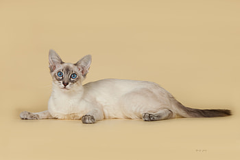 Animals, Color, Breed, Balinese, Balinez, Balinese Cat HD wallpaper