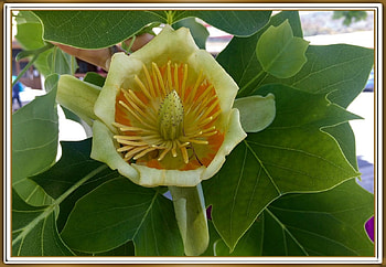 UNUSUAL FLOWER, FLOWER, PRETTY, NATURE HD wallpaper