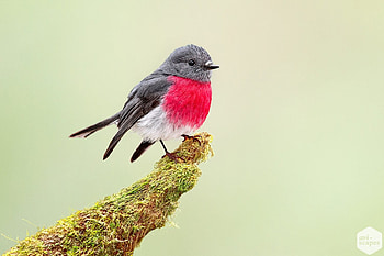 Rose Robin, animal, rose, robin, bird HD wallpaper
