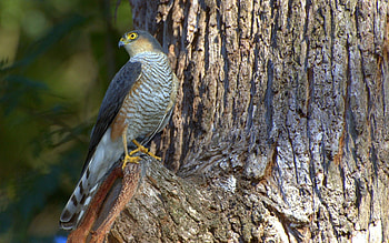 Animals, Bird, Wood, Tree, Falcon, Hawk, Hawkish HD wallpaper