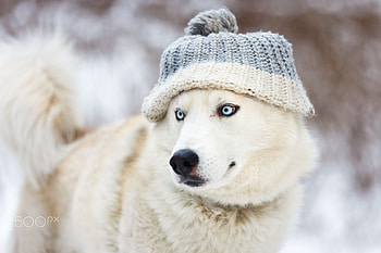 I'm ready for winter, hat, dog, blue, white, caciula, wolf, caine HD wallpaper