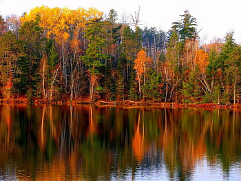 Bright Autumn Reflection, trees, autumn, reflection, water HD wallpaper