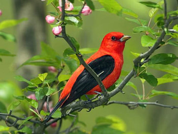 Male Scarlet Tanager, Scarlet, Bird, Branch, Red, Buds, Male HD wallpaper