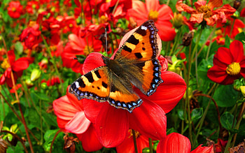 Nymphalidae butterfly, sweet, awesome, garden, beautiful, beauty, nice, park, leaves, butterfly, pretty, field, red, nature, flowers, amazing, lovely HD wallpaper