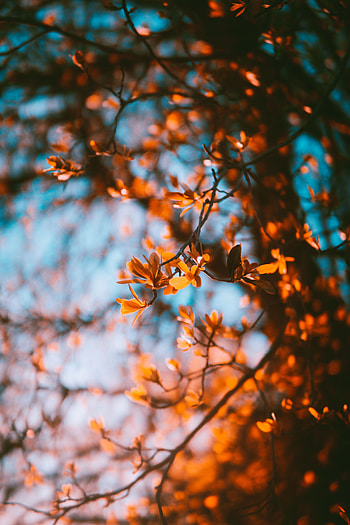 Nature, Autumn, Leaves, Blur, Smooth, Branches HD phone wallpaper