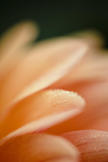 Water, Pink, Drops, Macro, Petal HD phone wallpaper