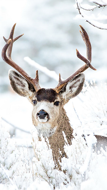 Snowy deer, Breathtaking scenery, Winter tranquility, Majestic wildlife HD phone wallpaper