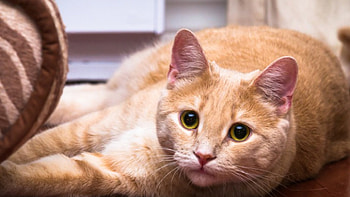 *** Ginger cat ***, animal, animals, cats, cat, ginger HD wallpaper