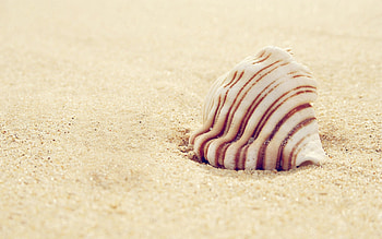 Sand, Miscellanea, Miscellaneous, Striped, Shell HD wallpaper