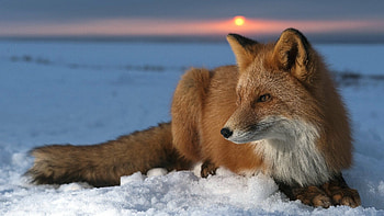 Sunset, Foxes HD wallpaper