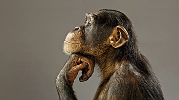 chimpanzee--funny-baBy.jpg HD wallpaper