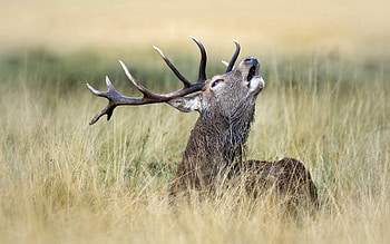 Animals, Grass, Field, Stroll, Deer HD wallpaper