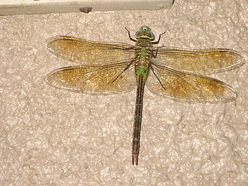 Dragonfly, closeup, insects, animals HD wallpaper