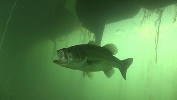 Largemouth Bass , Sarah Tremblay HD wallpaper