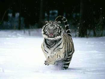 Charging tiger, cats, tigers, snow HD wallpaper