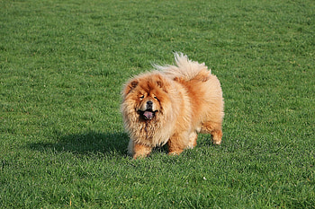 Chow Chow guide, Fluffy lion dog, Informative article, Unique breed HD wallpaper