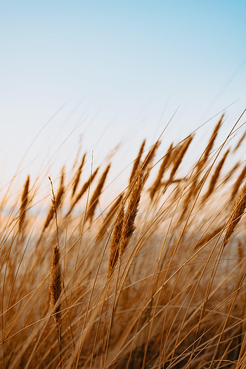 Nature, Grass, Field, Dry, Ear HD phone wallpaper