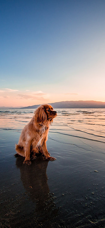 Dog, stunning dog, elegant pet, stylish HD phone wallpaper