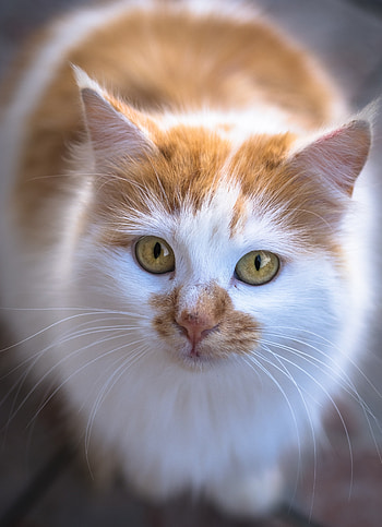 Curious, yellow eyes, fur, cat, stare HD phone wallpaper