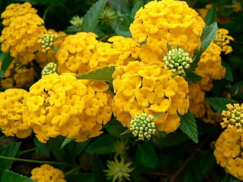 GOLDEN FLOWERS, flowers, buds, pretty, yellow HD wallpaper