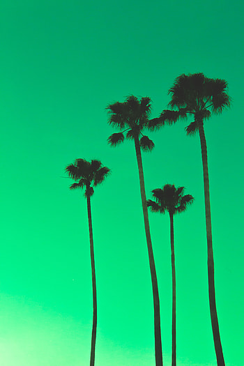 Nature, Sky, Palms, Top, Tops HD phone wallpaper