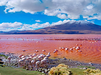 Bolivia, Pink Flamingos, Laguna Colorada, Salty Lake HD wallpaper