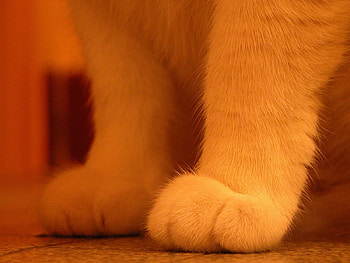 Animals, Cats HD wallpaper