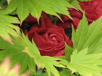 Roses, nature, flowers HD wallpaper