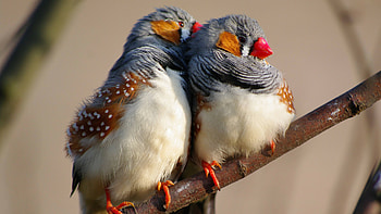 Zebra finch, Birds HD wallpaper