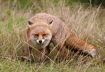 Animals, Fox, Muzzle, Predator, Cunning, Sly HD wallpaper