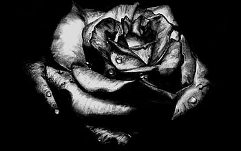 Rose, Gothic Art HD wallpaper