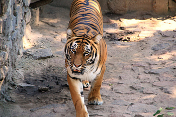 Animals, Striped, Predator, Tiger HD wallpaper