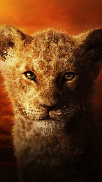 Lion King, Orange Background, baby lion face HD phone wallpaper