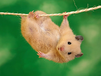 Supermouse, mouse HD wallpaper