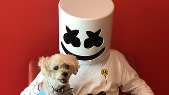 Marshmello With Dog, marshmello, dog, music HD wallpaper