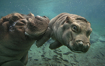 Baby hippo, Funny animals, Cute animals, San Diego HD wallpaper