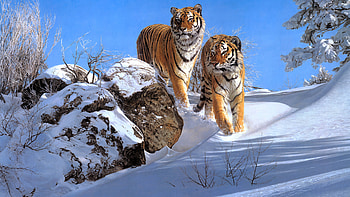 Tigers, art, tiger, tigry, snow, big cat, iarna, winter, animal, painting, pictura HD wallpaper