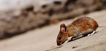 Animals, Descent, Mouse, Rodent, Hillock HD wallpaper