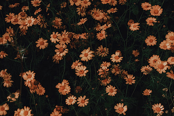 Flowers, Camomile, Plant, Bloom, Flowering HD wallpaper