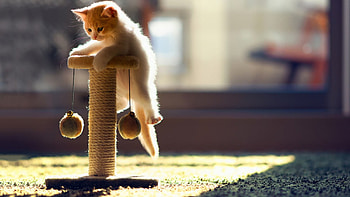 Kitten., carpet, kitten, playing, little HD wallpaper