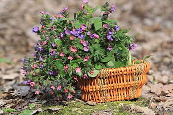 wild flowers basket, blue, basket, still life, wild flowers, beautiful HD wallpaper