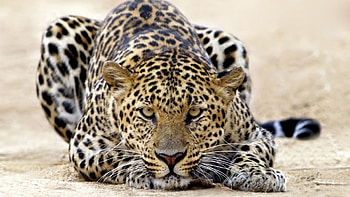 Animals, Cheetah HD wallpaper