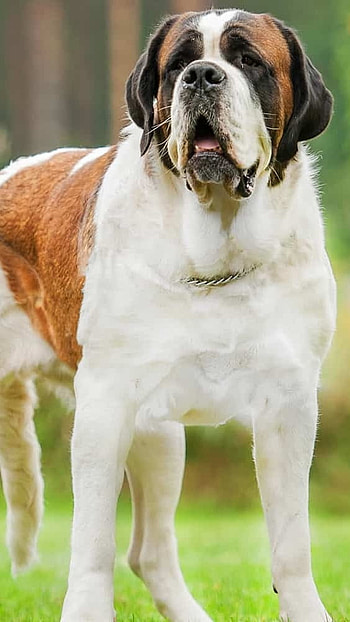 Huge Dog Breeds, Short Hair, Saint Bernard HD phone wallpaper