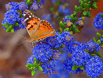 Pretty on blue, blue, white, black, butterfly, green, flowers, orange HD wallpaper